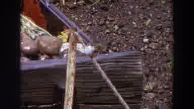 Washington (1964): Small Bird Perched In Garden Area Preening And Fluffing Its
