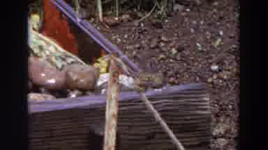 Washington (1964): A Fat Bird Sitting On Top Of A Stick Looking Around