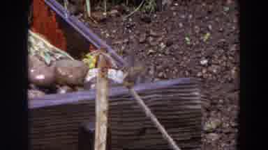 Washington (1964): A Bird Perches On A Stick Struggling To Gain Balance