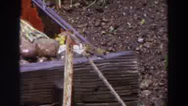 Washington (1964): View Of Brown Bird Sitting On Thin Tan Rope On A Clear Day