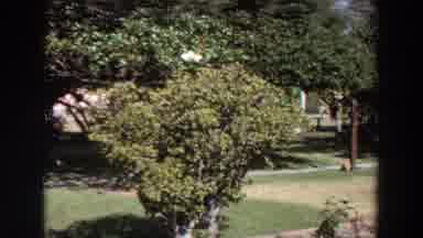 Washington (1964): Showing Off Beautiful Yard