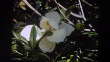 Washington (1964): White Flower Flowing In The Wind On A Sunny Day