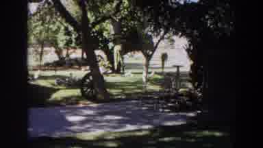Washington (1964): Backyard Lawn Very Green White Flower Wheel Embedded In A Tree