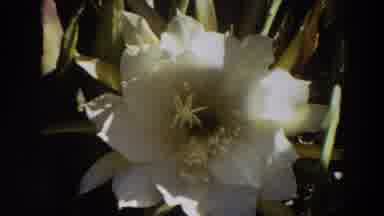 Washington (1964): White Flower Is Shown Throughout