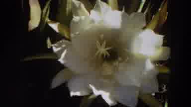 Washington (1964): Her Black Small Dog Roaming Around The Backyard