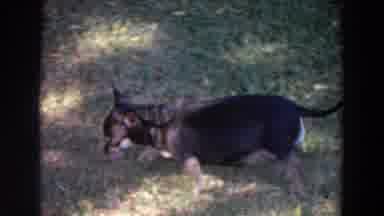 Washington (1964): A Small Fat Black Dog Looks Pregnant Walking On A Lawn Against
