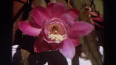 Washington (1964): A Woman And Then A Big Flower With Many Exotic Colors