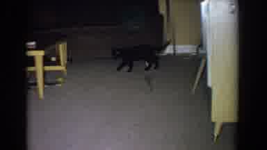 Fallston Maryland (1965): Cat Run Kid Get A Present Family Christians They Are