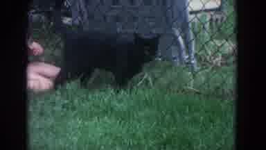 Fallston Maryland (1965): Children Playing On A Swing Set And Petting A Cat
