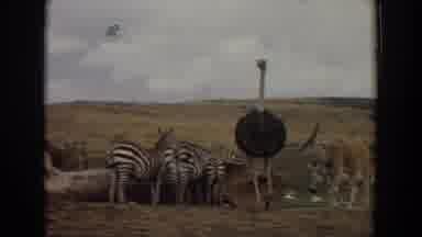 Irvine California (1974): Ostrich Walks Away Fro Zebras And Thompson Gazelles