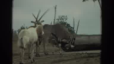 Irvine California (1974): African Antelopes Gather One Grazes The Other Two Hang