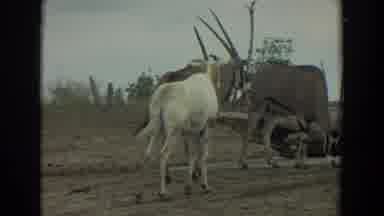 Irvine California (1974): Horses Standing On A Dirt Road While An Ostrich Walking