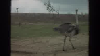 Irvine California (1974): There Are Ostriches And One White Car The Ostriches Are