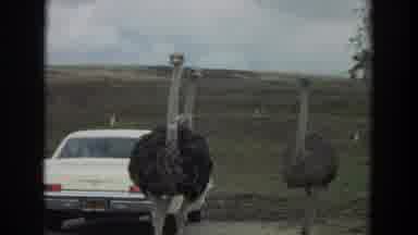 Irvine California (1974): Emu Walking By A White Car With People Inside In A