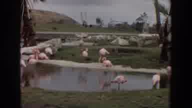 Irvine California (1974): Flamingos In The Courtyard Video