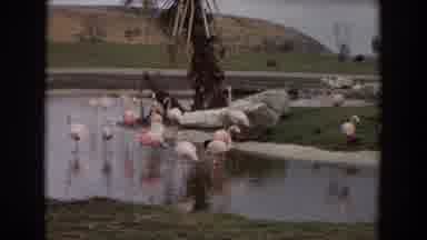 Irvine California (1974): Flamingos Walking Inside And Around Shallow Artificial
