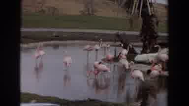 Irvine California (1974): Car Passing A Group Of Flamingos In A Lake