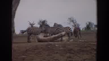Irvine California (1974): Wildlife Showing Three Zebras Two Ostriches And Two