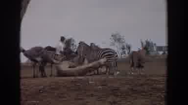 Irvine California (1974): Man In Zoo Feeds Animals Some Of Them Zebra Antelope