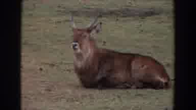 Irvine California (1974): Deer Chewing His Food In His Natural Habitat In Green