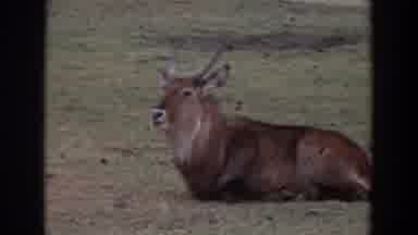 Irvine California (1974): View Of Gnu Resting On Ground Chewing Cud