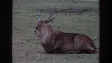 Irvine California (1974): Zoological One Stag Three Lions Playing With Each Other