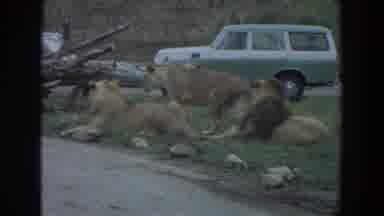 Irvine California (1974): Lions Resting Well On The Grass
