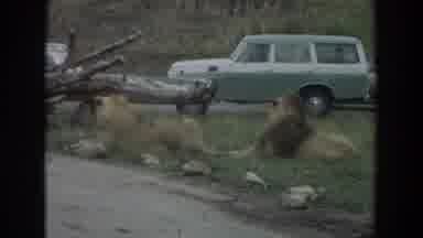 Irvine California (1974): Two Male Lions Lay In Grass Next To A Fallen Tree Near A