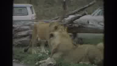 Irvine California (1974): Relaxed Female Lions In Grass With Pile Of Wood In Front