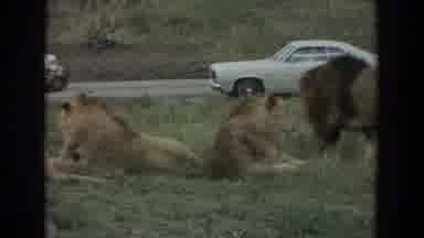 Irvine California (1974): Proud Lions Resting In Grass On A Clear Day