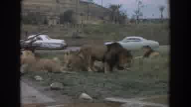Irvine California (1974): Lions Lying In The Bush With Cars In The Background