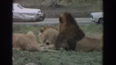 Irvine California (1974): A Loin Is Laying Down With Another On The Ground