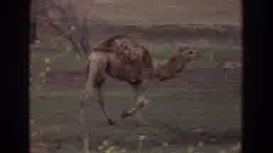 Irvine California (1974): Brown Camel Walks On Green Grass On A Clear Day