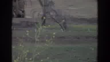 Irvine California (1974): Camel Roaming Free In Grasslands With White Car On The