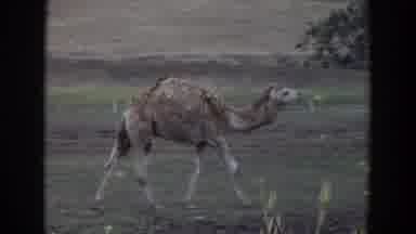 Irvine California (1974): Shedding Camel Walks Along Grassy Field Larger Camel