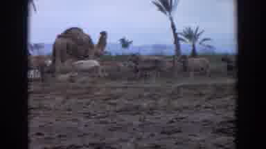 Irvine California (1974): Livestock Walk Along Road With Palm Trees Camel Person