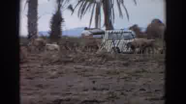 Irvine California (1974): A Camel Sheep And A Donkey Walk Up To A Man Outside A