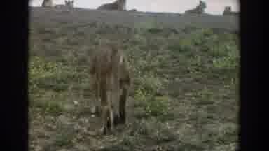 Irvine California (1974): A Lioness Walks Up A Hill Toward A Pride Of Lions Laying