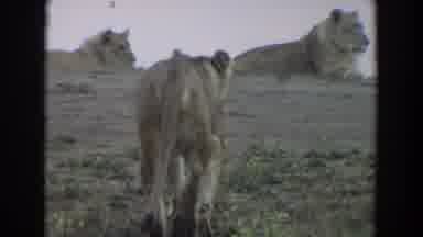 Irvine California (1974): Lioness Walks Up Hill To Meet Up With Others In Her