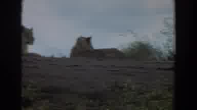 Irvine California (1974): Tired Lions Want To Sleep
