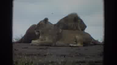 Irvine California (1974): Lion Laying Next To Each Other On Dirt And Monkey
