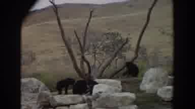 Irvine California (1974): Three Black Animals Sit Around Bare Tree On A Clear Day
