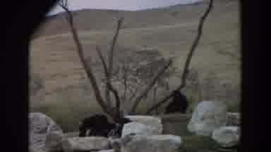 Irvine California (1974): Three Apes Among White Rocks And Bare Branches With