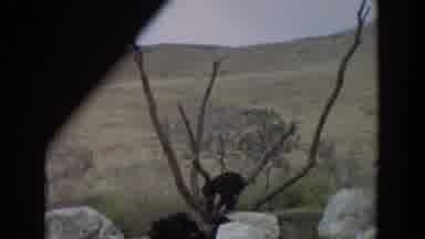 Irvine California (1974): Two Chimpanzees On Rocks Confront Another Chimpanzee Who