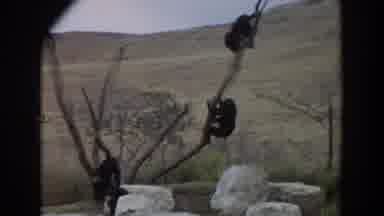 Irvine California (1974): Monkeys Climbing A Tree