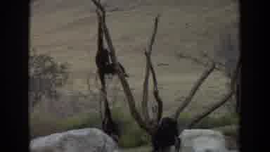 Irvine California (1974): Monkeys Swinging And Playing