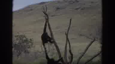 Irvine California (1974): Apes Climbing And Swinging On A Tree At Savanna