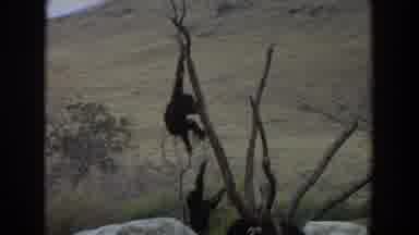 Irvine California (1974): Two Monkeys Help Each Other Into A Tree Branch And Two