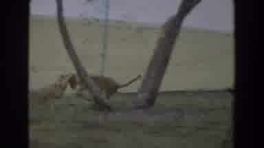 Irvine California (1974): The Call Of The Wild