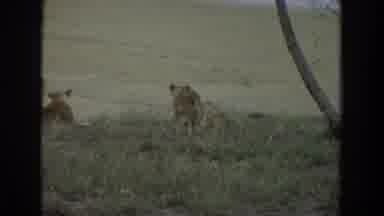 Irvine California (1974): A Vast Grass Field With A Lion And Cubs Recreating